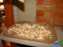 DSC02651.jpg