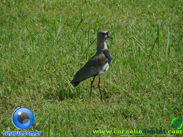DSC04088.jpg