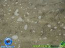 DSC04066.jpg