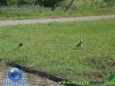 DSC04087.jpg