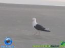 DSC04431.jpg