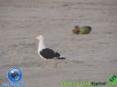 DSC04432.jpg