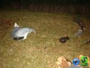 DSC01252.jpg