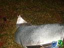 DSC01257.jpg
