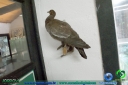 DSC02406.jpg