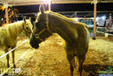 IMG_4924.jpg