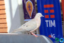 IMG_8121.jpg