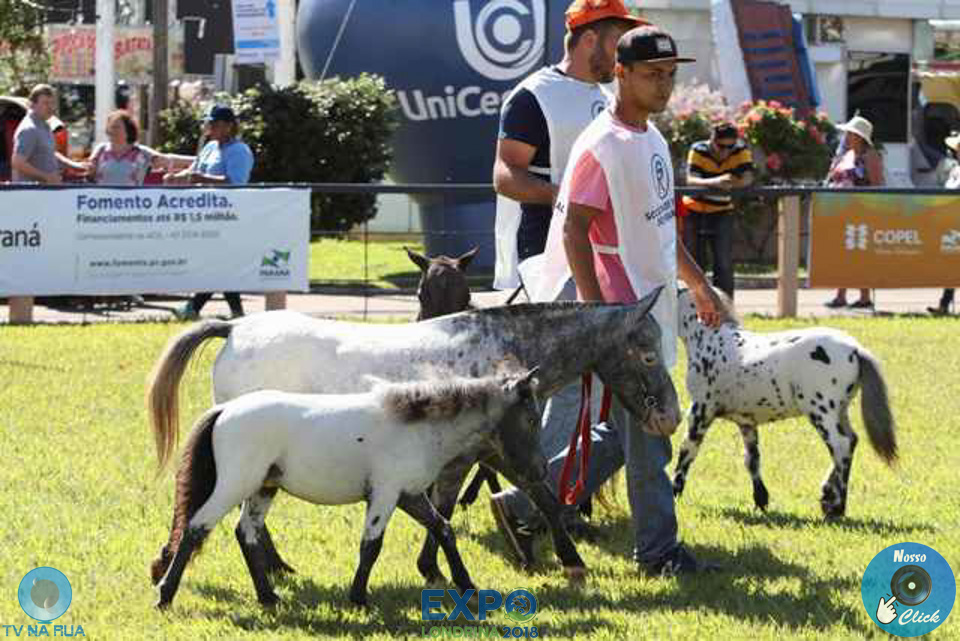 08-04-2018_ExpoLondrina_GrandeCampeonato_MiniHorse_281229.jpg