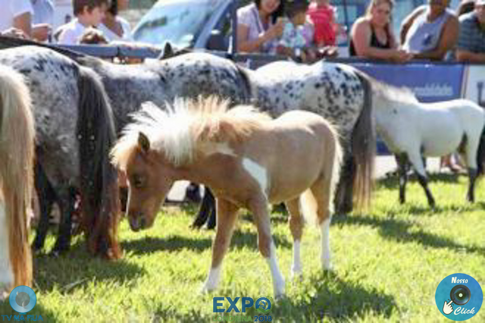 08-04-2018_ExpoLondrina_GrandeCampeonato_MiniHorse_28129.jpg