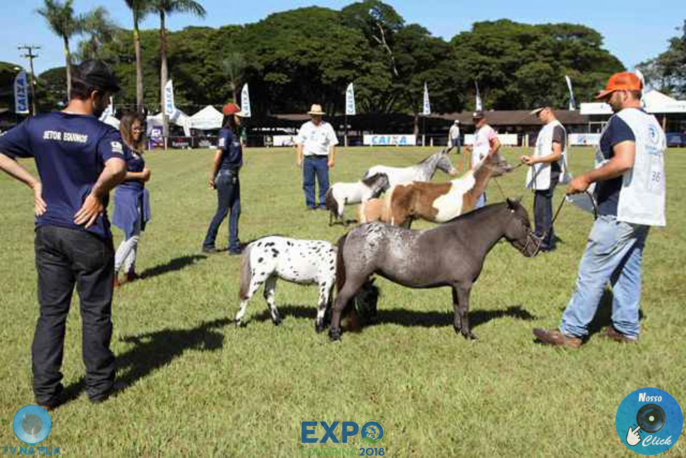 08-04-2018_ExpoLondrina_GrandeCampeonato_MiniHorse_281529.jpg
