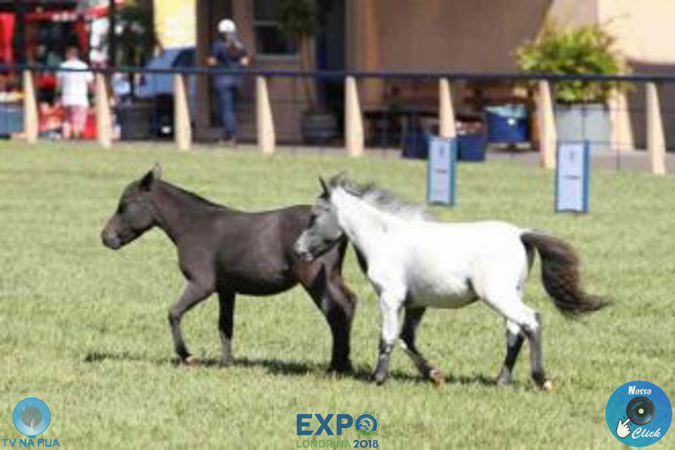 08-04-2018_ExpoLondrina_GrandeCampeonato_MiniHorse_28229.jpg