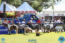 08-04-2018_ExpoLondrina_GrandeCampeonato_MiniHorse_281029.jpg