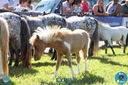 08-04-2018_ExpoLondrina_GrandeCampeonato_MiniHorse_28129.jpg