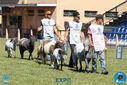 08-04-2018_ExpoLondrina_GrandeCampeonato_MiniHorse_281429.jpg
