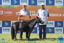 08-04-2018_ExpoLondrina_GrandeCampeonato_MiniHorse_281829.jpg