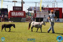 08-04-2018_ExpoLondrina_GrandeCampeonato_MiniHorse_28729.jpg