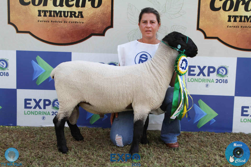 10-04-2018_Julgamento_Ovinos_10.jpg