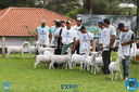 10-04-2018_Julgamento_Ovinos_05.jpg