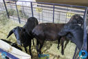 IMG_8547.jpg