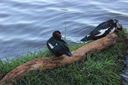 IMG_5004.jpg