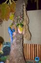 Filename=DSC_4986.jpg
Filesize=335KiB
Dimensions=636x960
Date added=Jun 06, 2023 DSC_4986.jpg