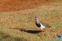 IMG_7709.jpg