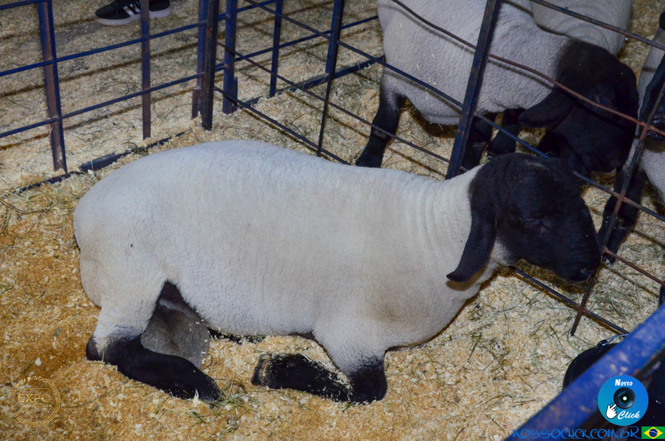 DSC_6024.jpg