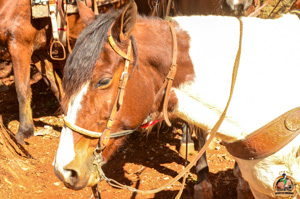 DSC_5015.jpg