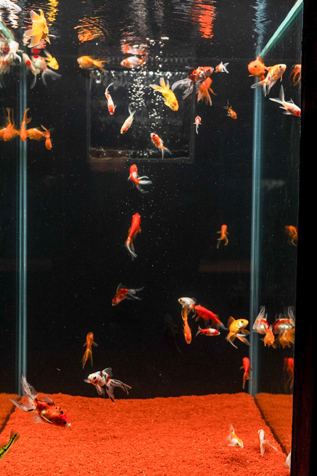Aquario-205.jpg