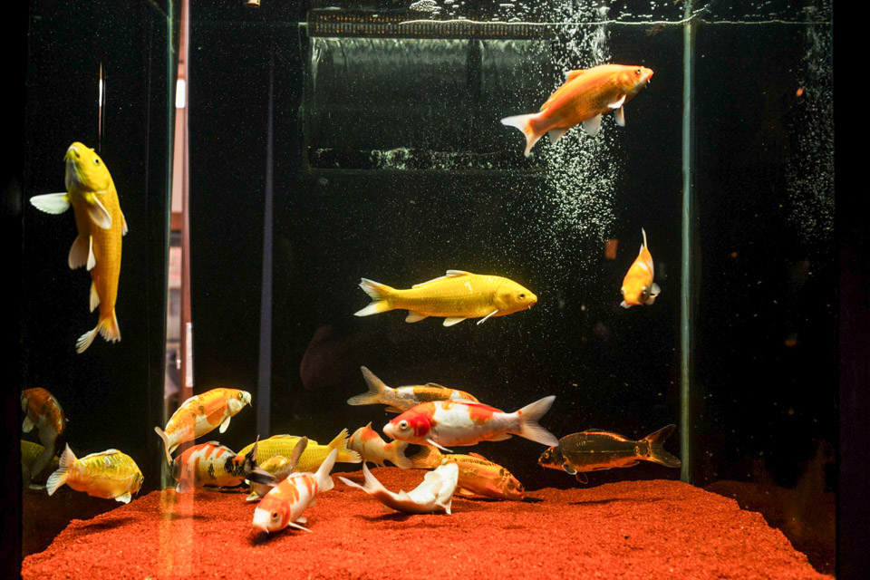 Aquario-207.jpg