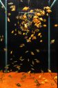 Aquario-204.jpg