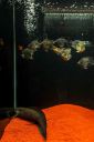 Aquario-206.jpg