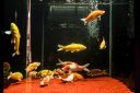 Aquario-207.jpg