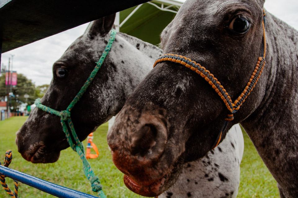 XXICampeonatoNacionaldeMiniHorse-69.jpg