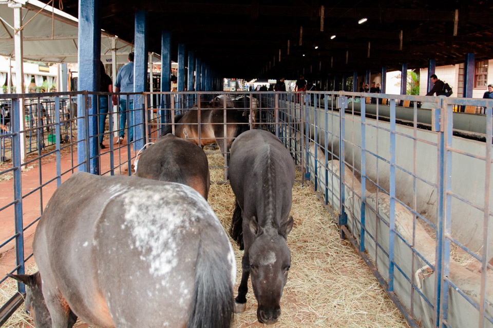 XXICampeonatoNacionaldeMiniHorse-71.jpg