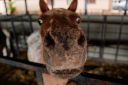 XXICampeonatoNacionaldeMiniHorse-67.jpg
