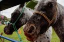 XXICampeonatoNacionaldeMiniHorse-69.jpg