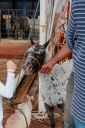 XXICampeonatoNacionaldeMiniHorse-70.jpg