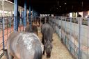 XXICampeonatoNacionaldeMiniHorse-71.jpg
