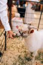 Animais-216.jpg