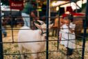 Animais-218.jpg