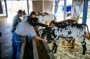 Animais-219.jpg