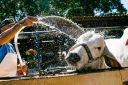 Animais-220.jpg