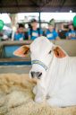 Animais-223.jpg