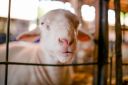 Animais-224.jpg