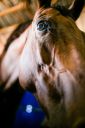 Animais-225.jpg