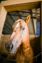Animais-226.jpg