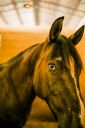 Animais-227.jpg