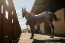 Animais-229.jpg