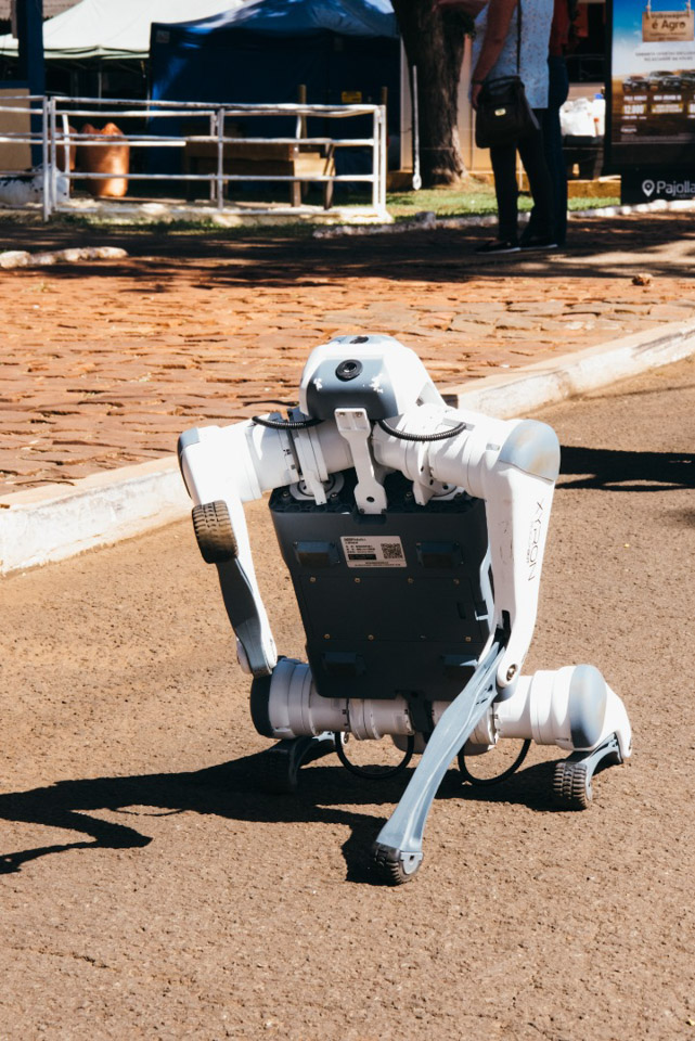 CachorroRobo-276.jpg